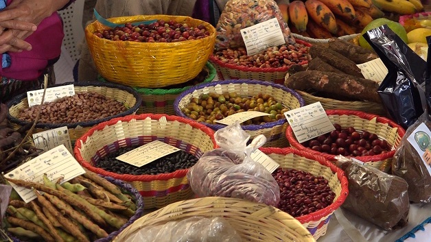 nuez dela india para bajar de peso en guatemala fincas